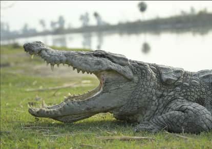 Damoh News: Forest department on alert after woman's death due to crocodile attack