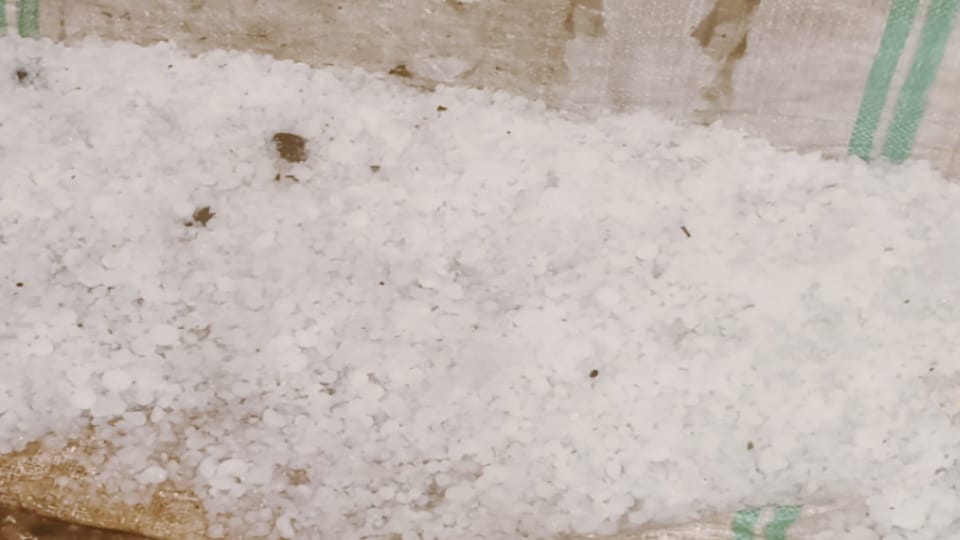 Weather Update West UP: Rain in many districts of western UP, hailstorm in Baghpat