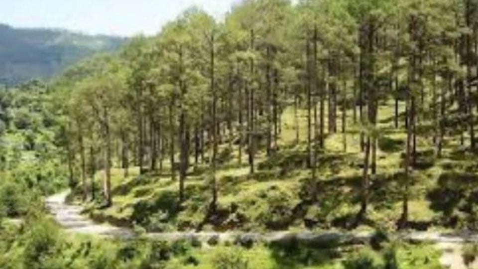 PIK study shows carbon goal capture cannot be achieved by just planting trees other measures also be taken