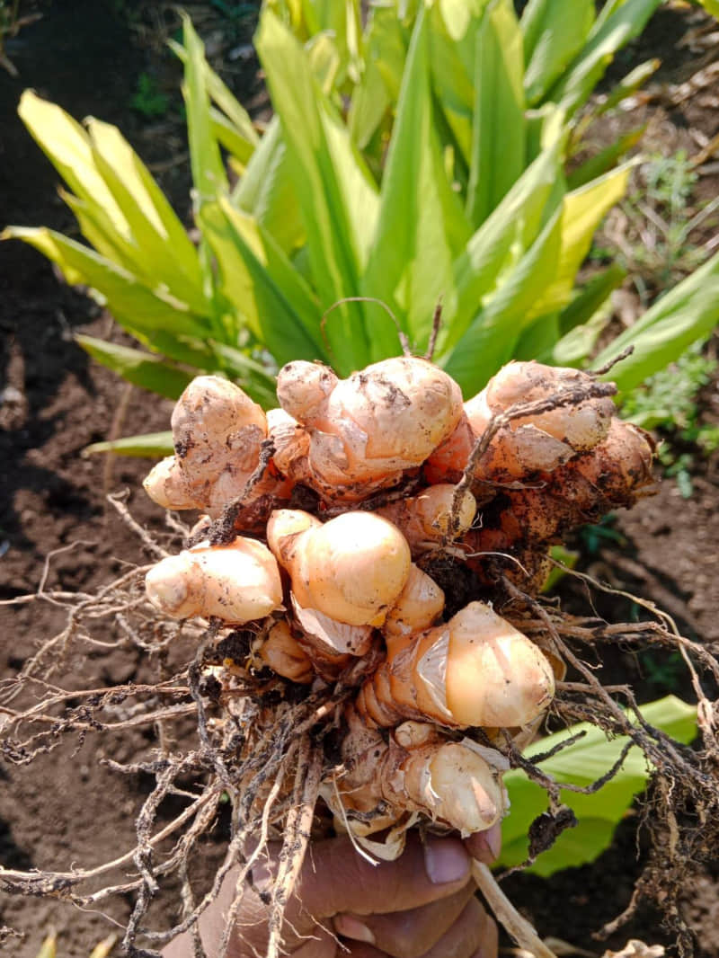 Turmeric of Burhanpur has made a special identity in the international market