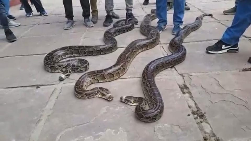 Rescued three pythons of 15 to 20 feet in kashipur