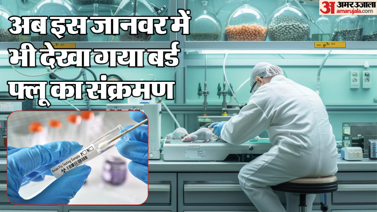 for the first time Bird flu confirmed in rats H5N1 avian flu latest news and updates in hindi