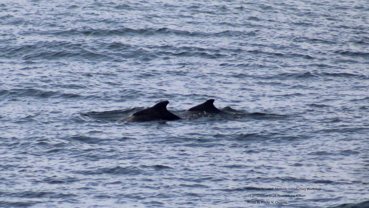 Impact of climate change on marine mammals