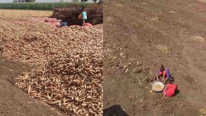 Burhanpur News: Turmeric from Burhanpur shines in 'Namaste Bharat' exhibition held in Russia