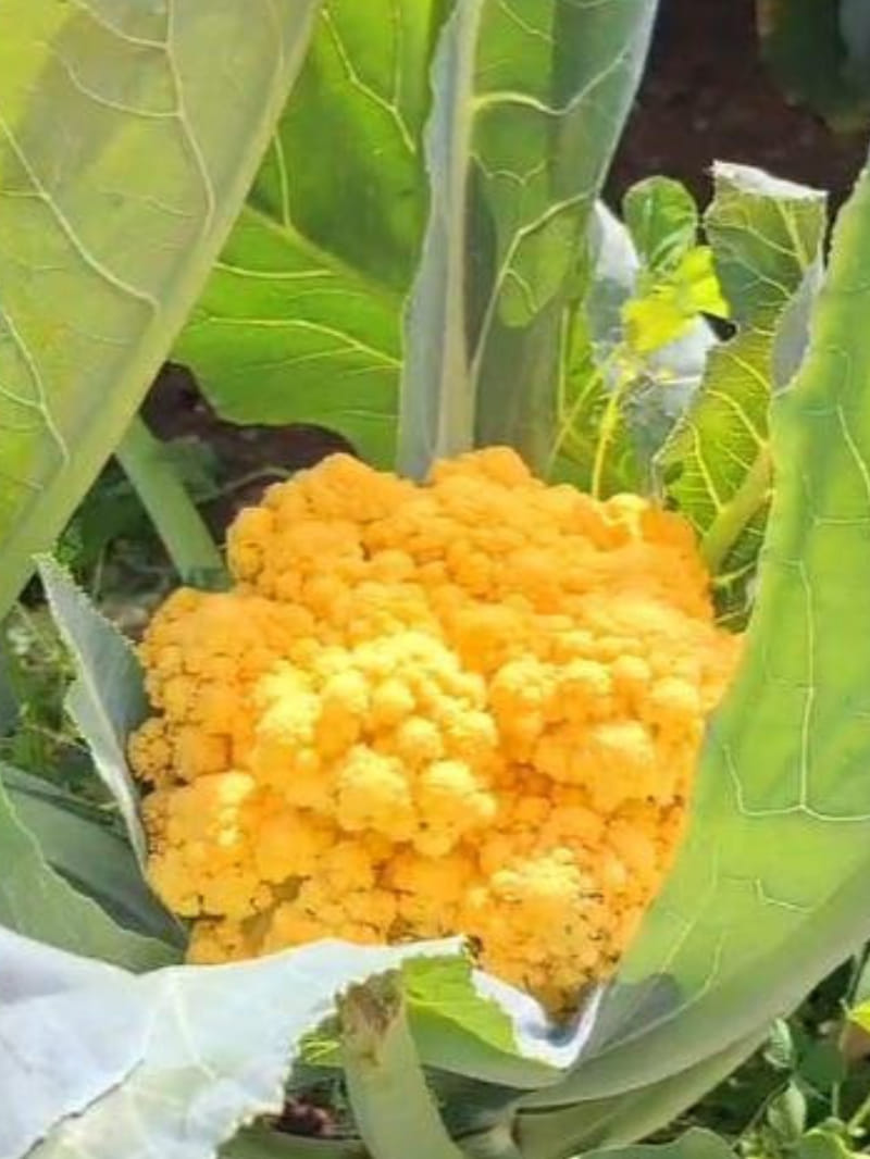 MP News: Red-yellow cabbage is being cultivated in Sagar