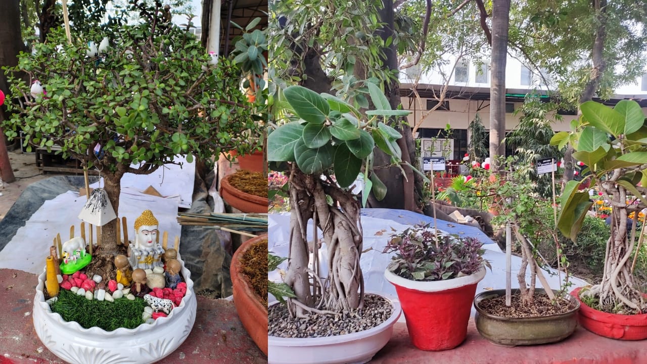 Amar Ujala flowers show courtyard bloomed with flowers Bonsai became the center of attraction