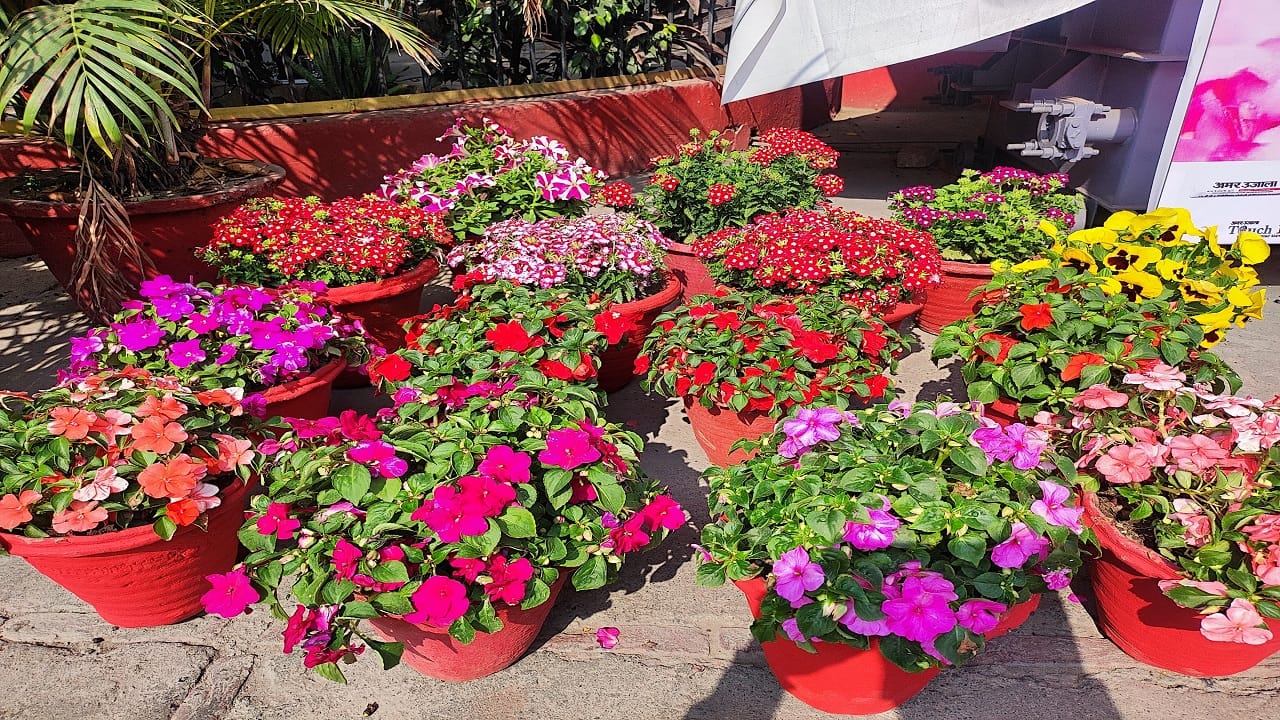 Amar Ujala flowers show courtyard bloomed with flowers Bonsai became the center of attraction