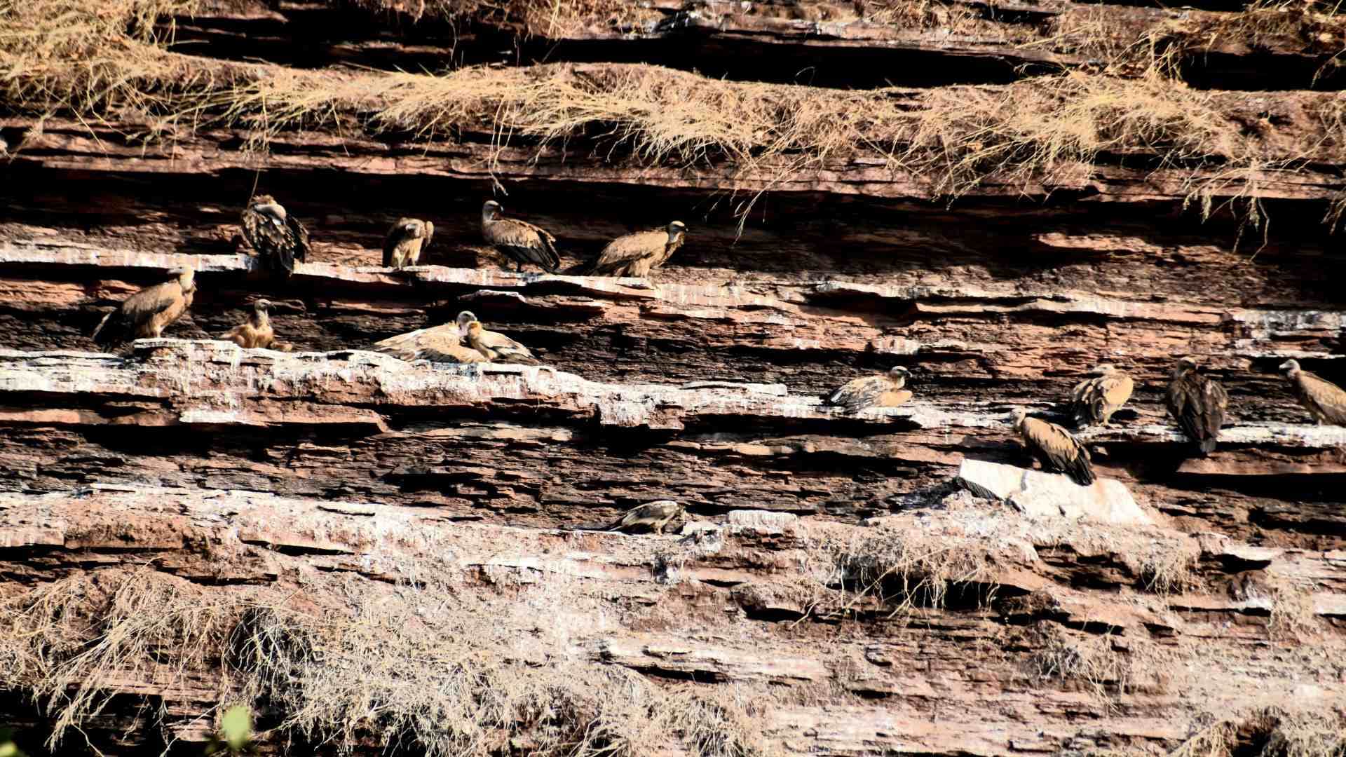 Panna Tiger Reserve: Seven species of vultures found in Panna