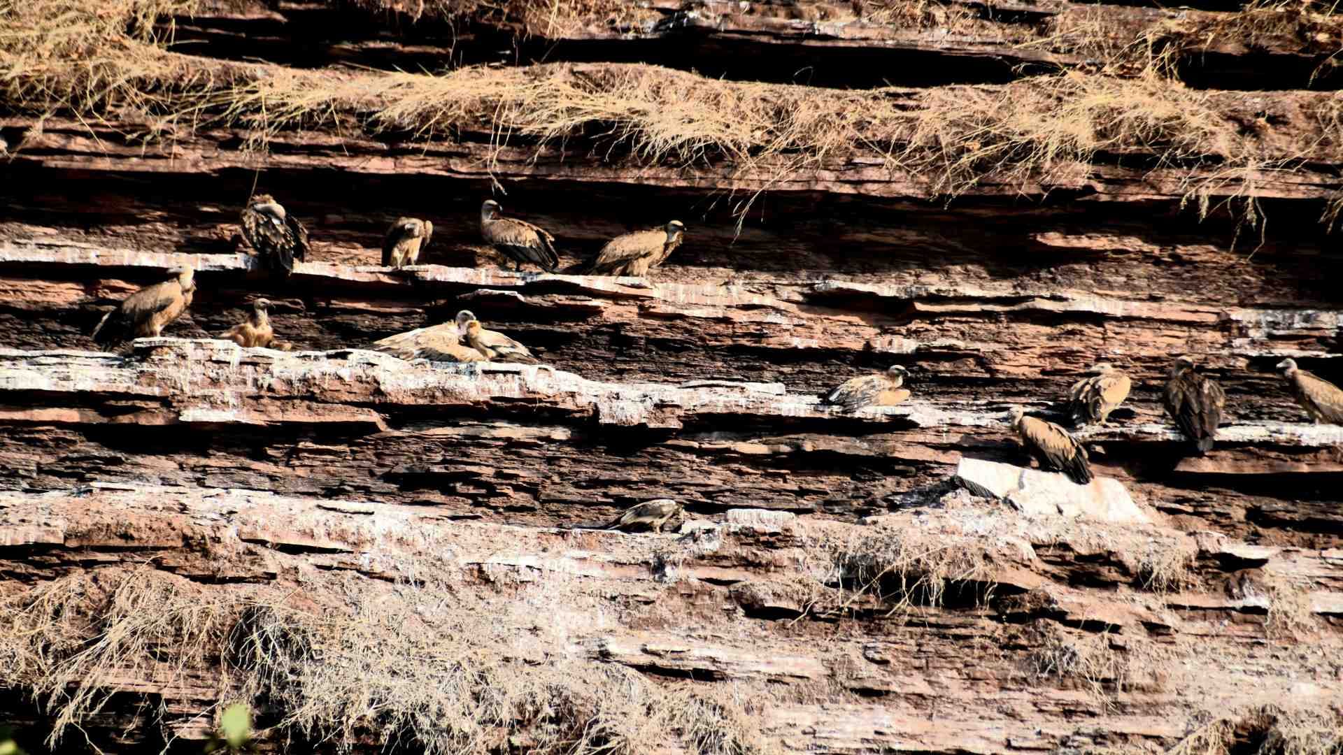 Panna Tiger Reserve: Seven species of vultures found in Panna