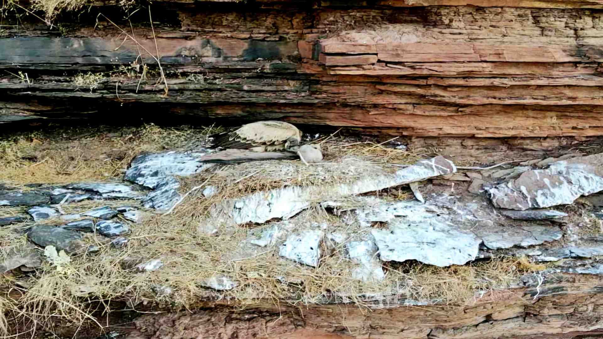 Panna Tiger Reserve: Seven species of vultures found in Panna