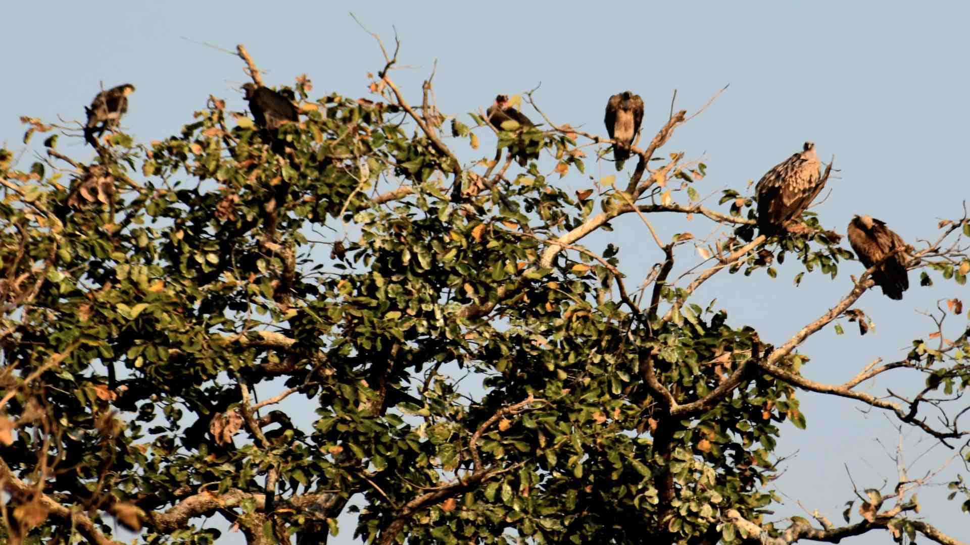 Panna Tiger Reserve: Seven species of vultures found in Panna