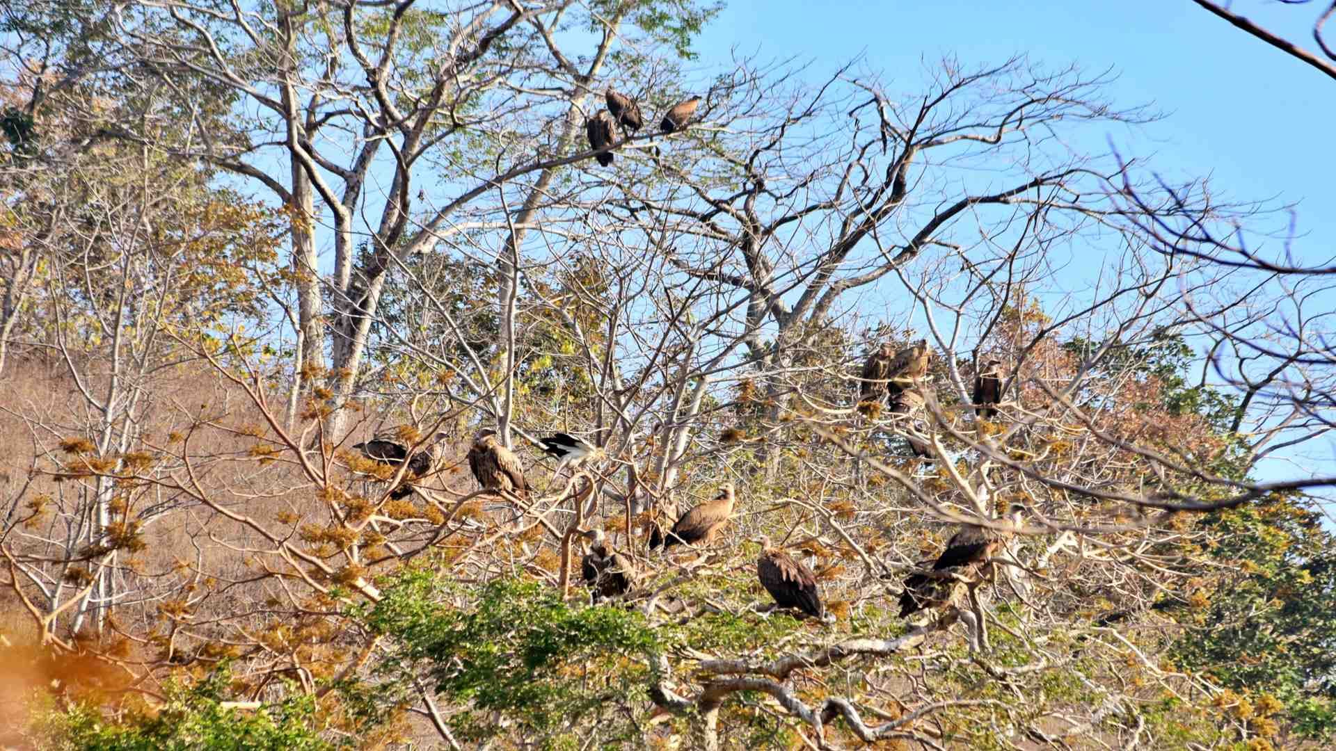 Panna Tiger Reserve: Seven species of vultures found in Panna
