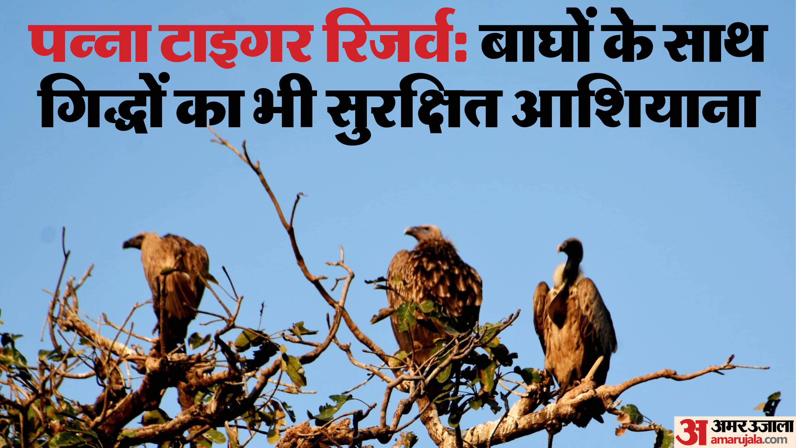 पन्ना टाइगर रिजर्व बना गिद्धों का भी सुरक्षित आशियाना।