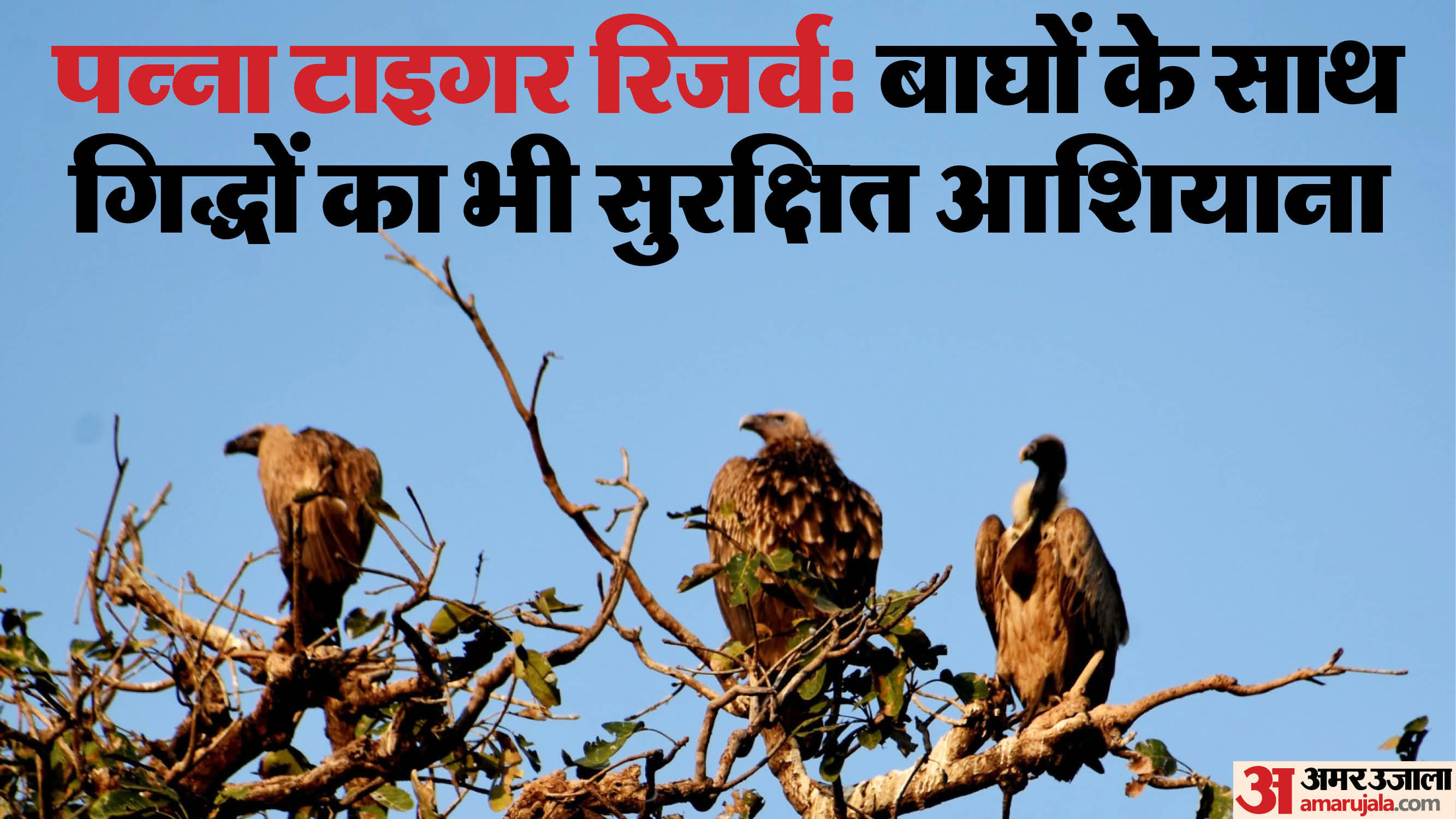 पन्ना टाइगर रिजर्व बना गिद्धों का भी सुरक्षित आशियाना।