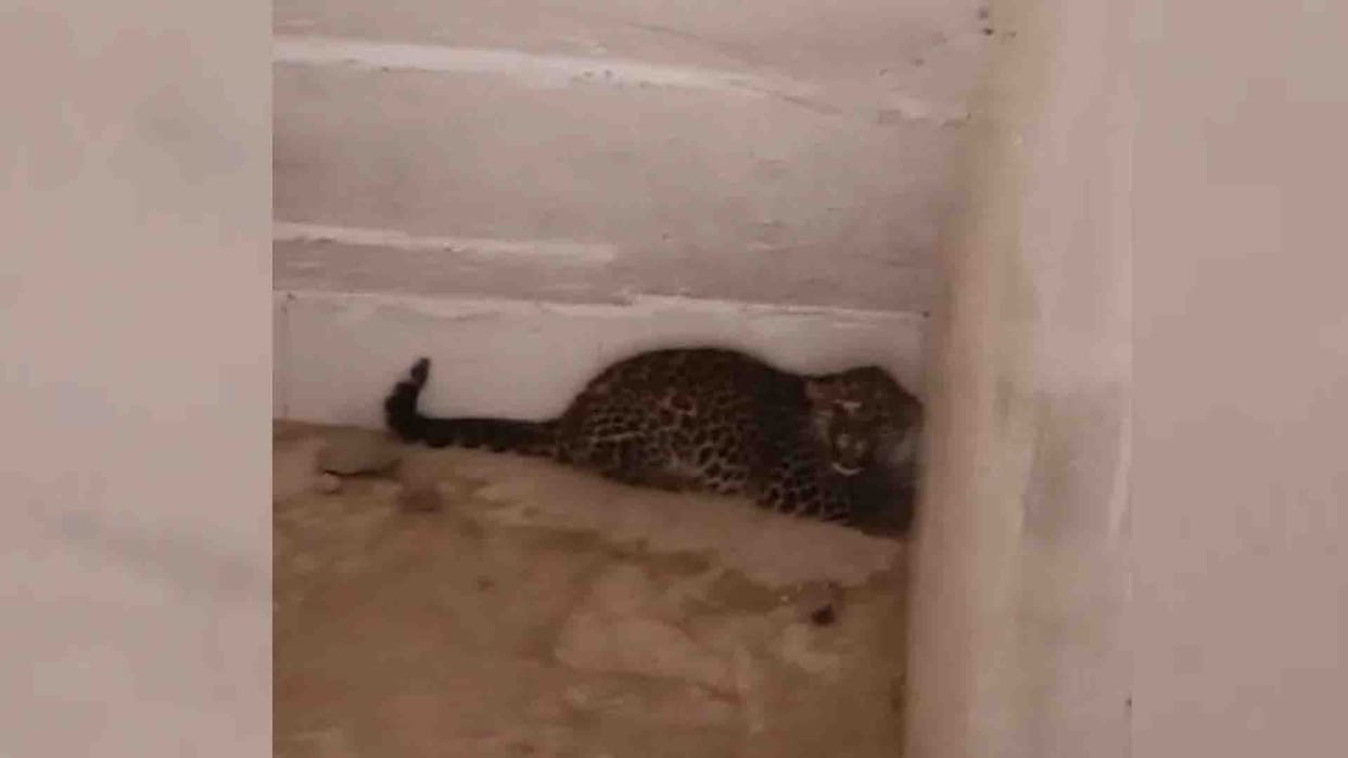 Etawah: Leopard cub entered the toilet of Panchayat house, Safari team rescued it