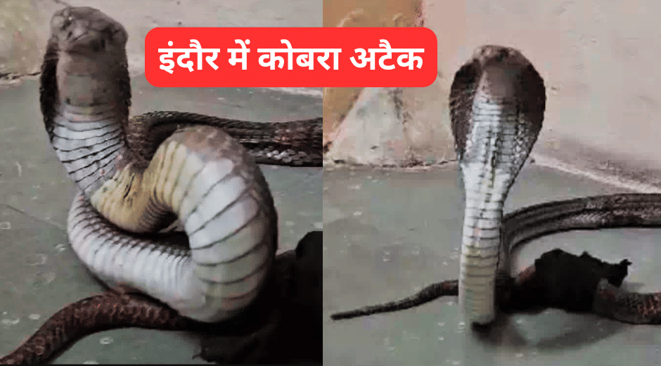 Indore Industrial Excavation Reveals Injured 5.5-Foot Poisonous Cobra Amid Digging Mishap