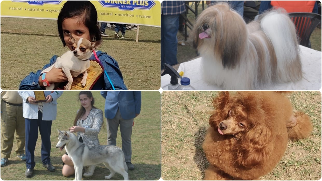 Dog show at Bareilly IVRI ground these doggies were the center of attraction