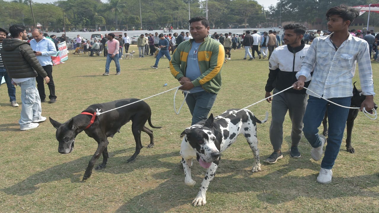 Dog show at Bareilly IVRI ground these doggies were the center of attraction