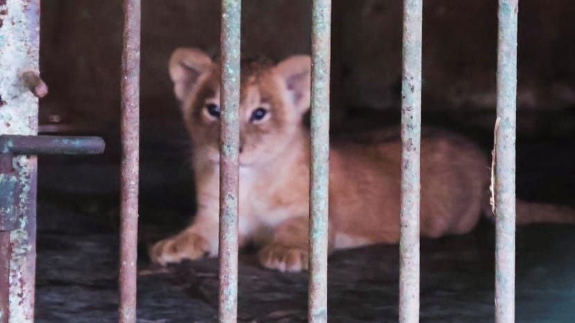 Indore Zoo's Tiger Jamuna Becomes Mother of 10 Amid Joyful Animal Births