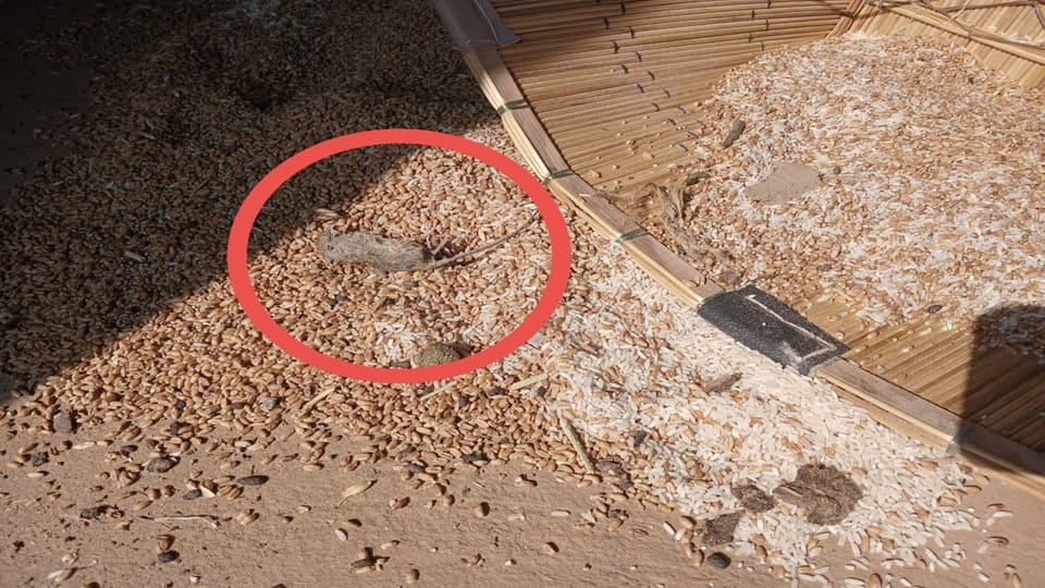 Wheat infested with weevils found in ration