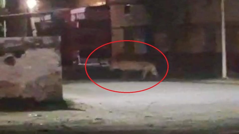 tiger entered Palia reached police station police issued alert