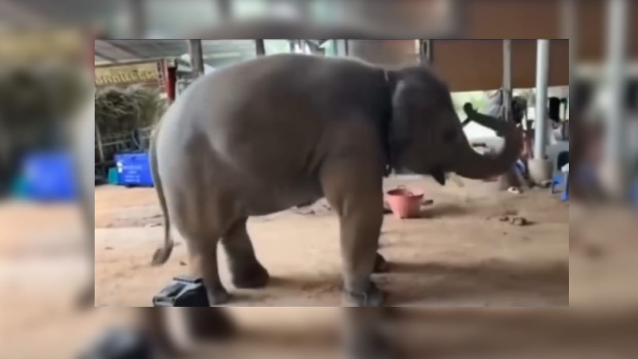 Viral Video the little elephant dancing on tune of bhajan see viral video