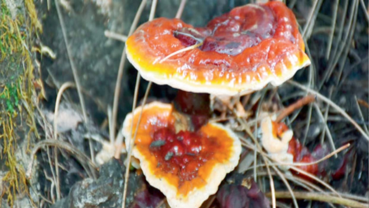 Study: Scientists claim Ganoderma mushroom will protect against cancer, will also increase immunity
