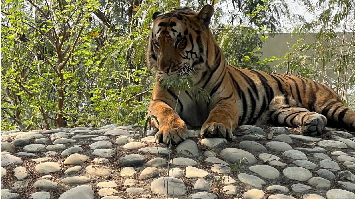 In Gorakhpur, Tiger Kesari brought from Pilibhit to Gorakhpur zoo dies