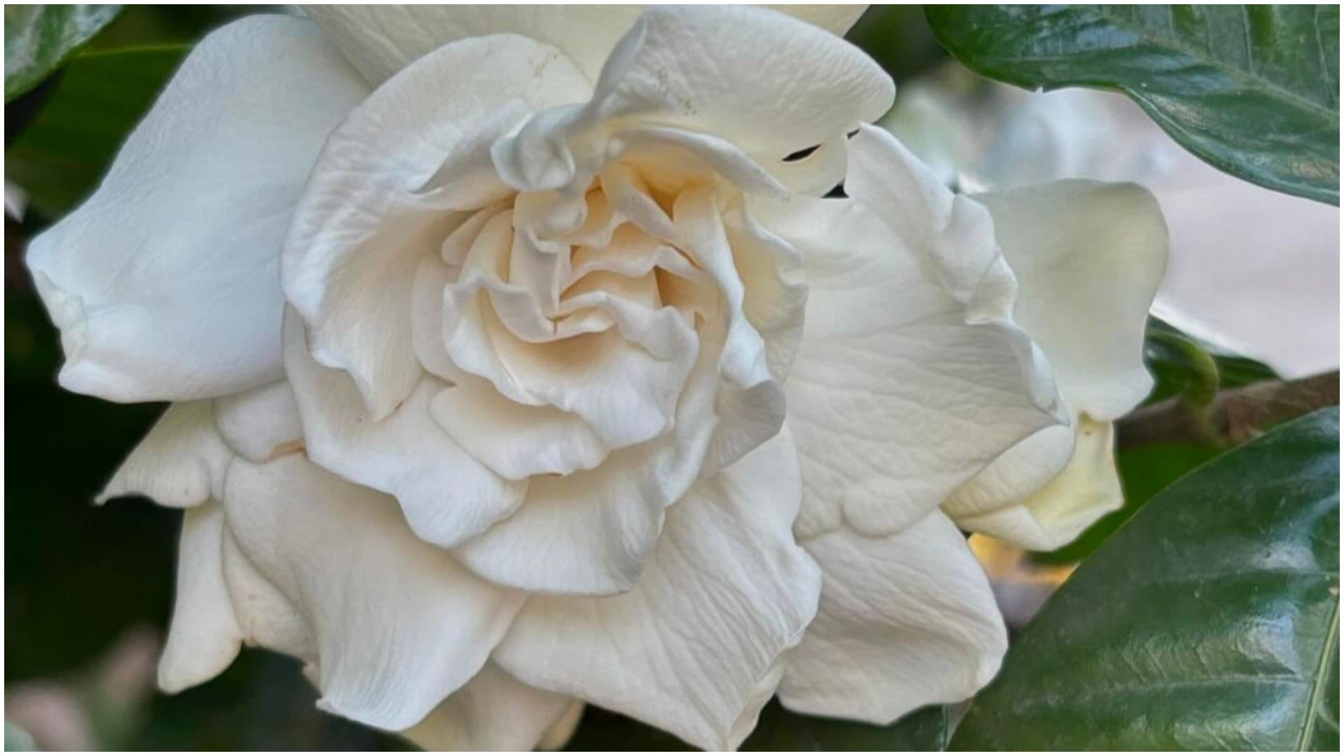 Gardening Tips List Of Beautiful Flowers That Look Like Roses in hindi gulab jaise dikhne wale phool