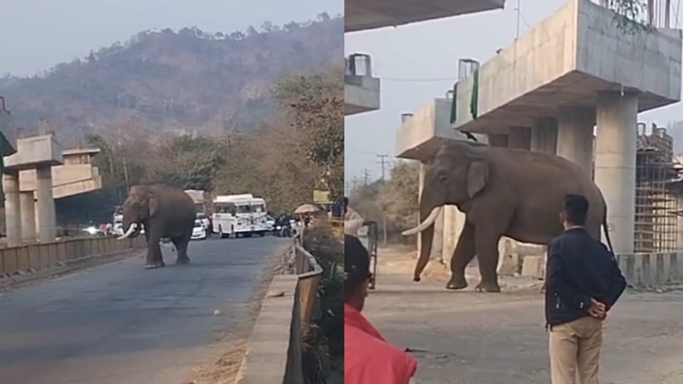 Haridwar News giant elephant entered on Highway that came out of jungle causing panic among passersby