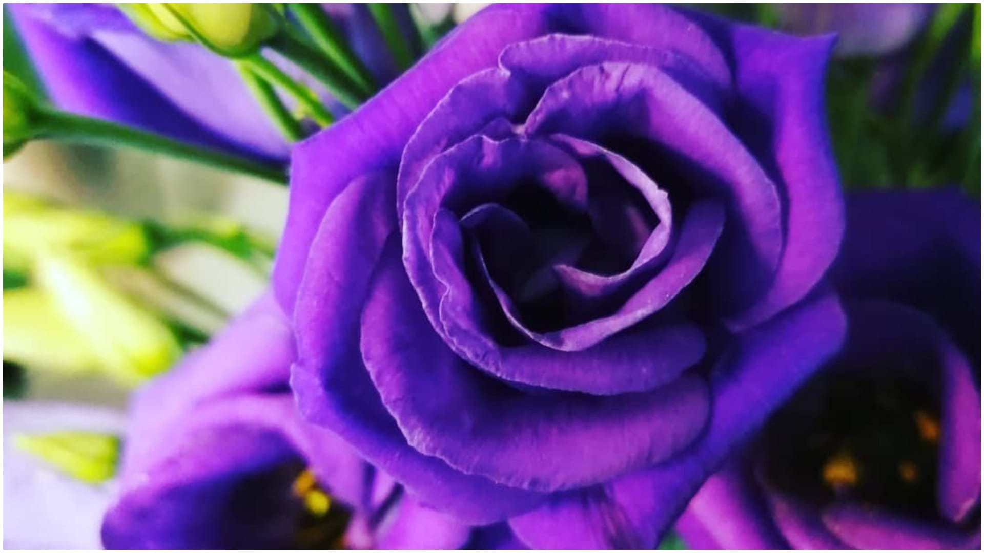 Gardening Tips List Of Beautiful Flowers That Look Like Roses in hindi gulab jaise dikhne wale phool