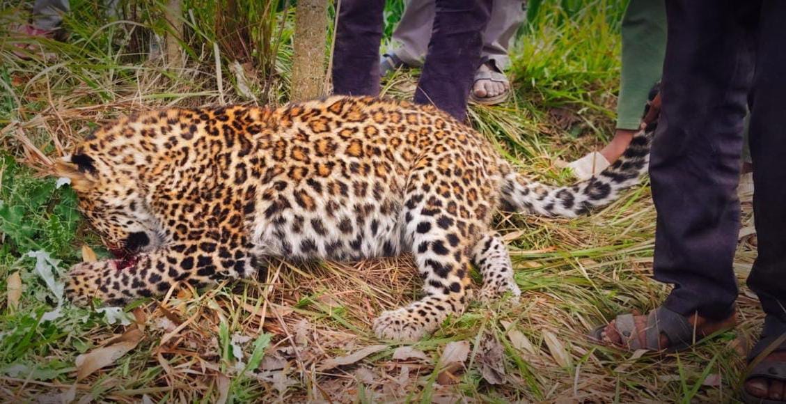 Saharanpur: Leopard found dead on the roadside, road accident suspected, forest department took the body in cu