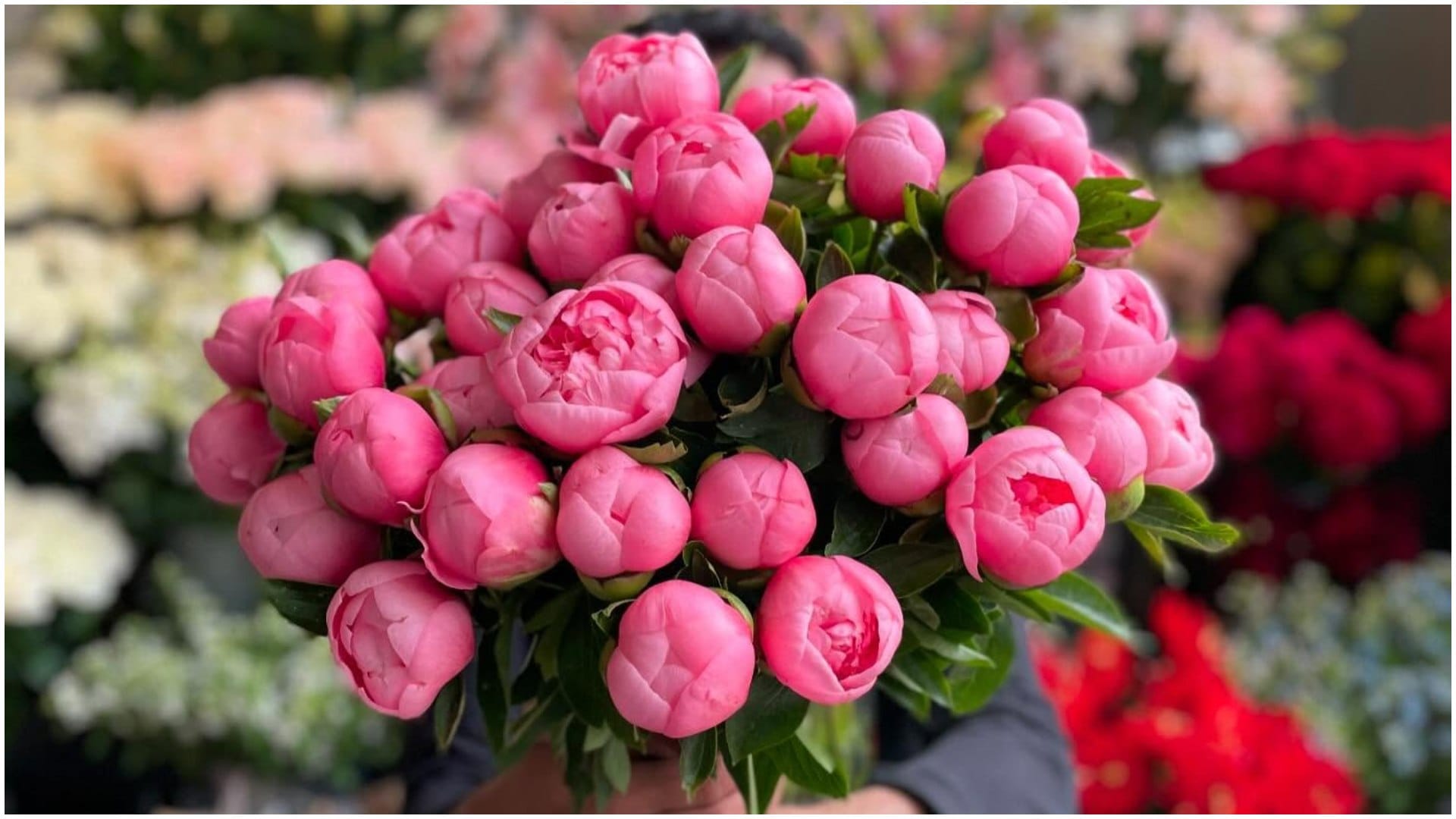 Gardening Tips List Of Beautiful Flowers That Look Like Roses in hindi gulab jaise dikhne wale phool