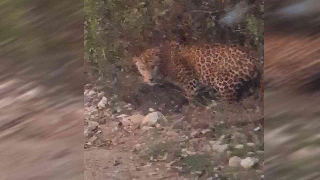Leopard seen roaming on road in Rudraprayag people terrified had Killed a woman just two days ago