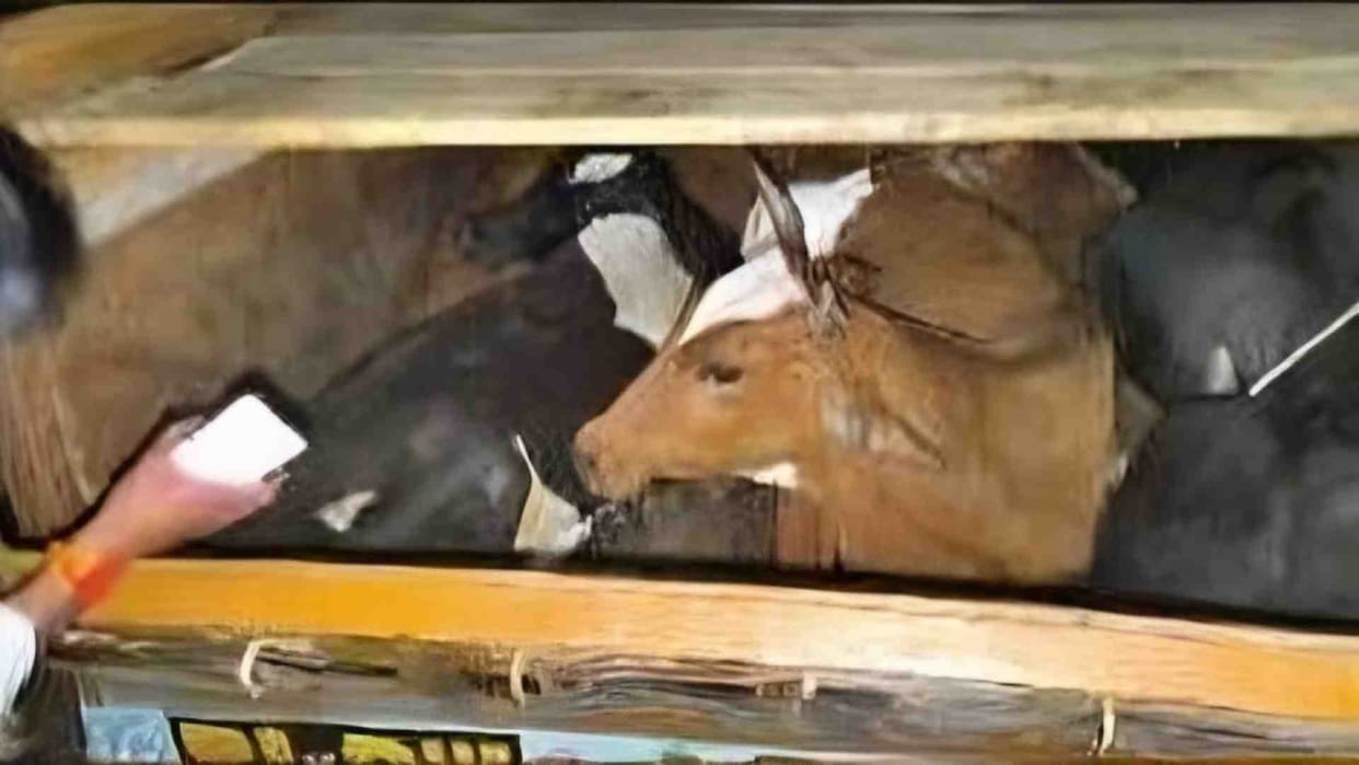 Kekri News: Police caught a truck full of 30 cattle, one cow died, smuggler absconded
