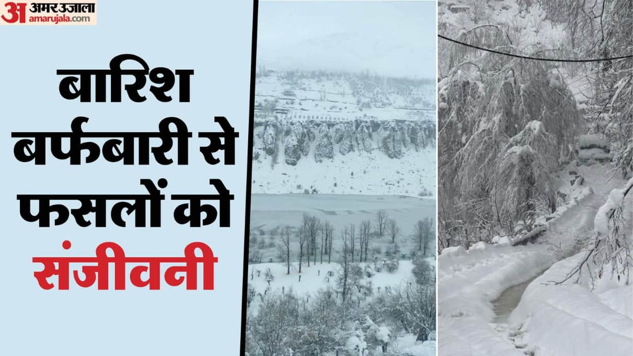 Himachal Weather Rain and snowfall in Himachal revives crops gardeners are happy wheat and peas also benefit