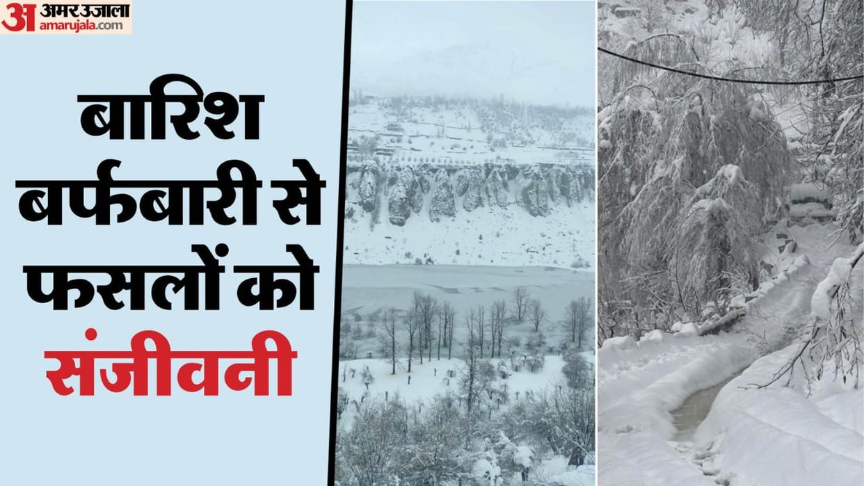 Himachal Weather Rain and snowfall in Himachal revives crops gardeners are happy wheat and peas also benefit