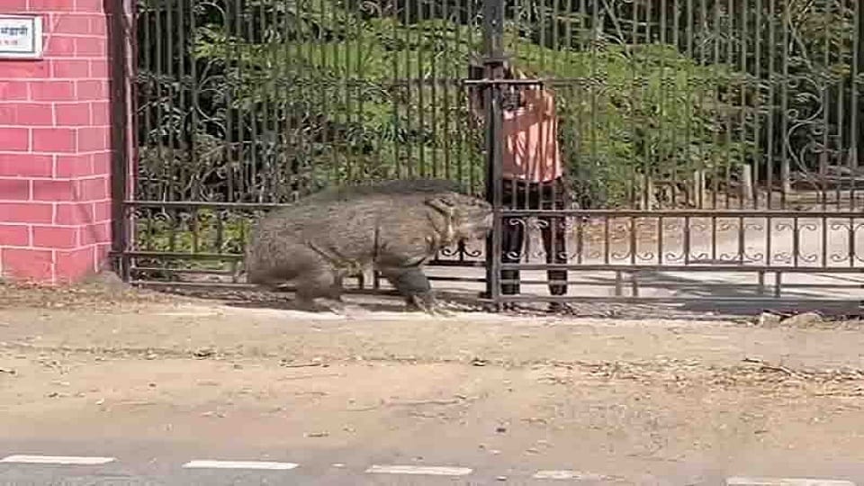 Panic due to wild boar entering residential area forest department team engaged in rescue operation in Raigarh