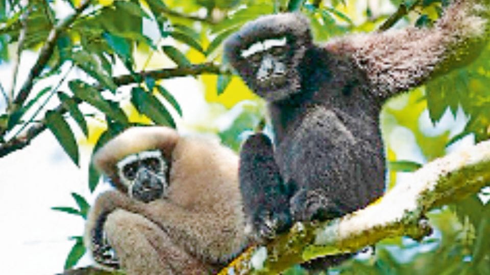 Climate change caused huge decline in male apes population and their behavior changing