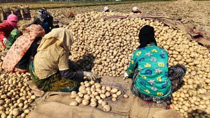 Potato Prices Crash in Mainpuri as Supply Surges Farmers Face Heavy Losses