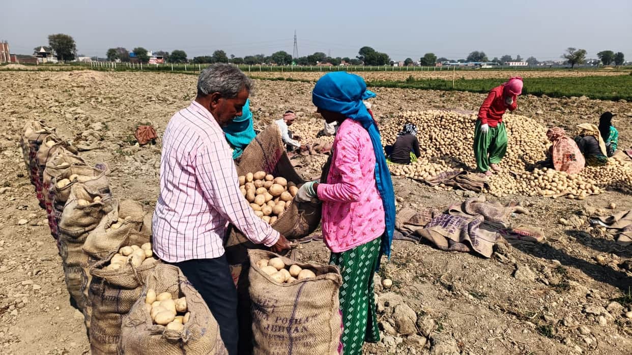pain of potato farmers Research Center and Food Processing Unit dreaming for six years