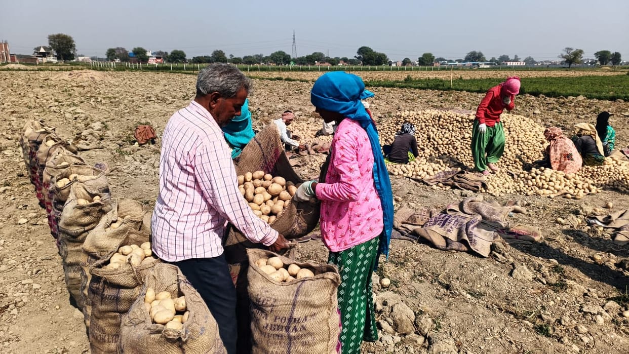 Peru's second potato seed research centre in the world will open in Singana