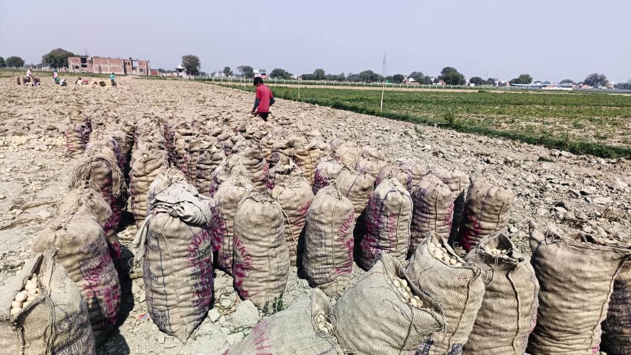 pain of potato farmers Research Center and Food Processing Unit dreaming for six years