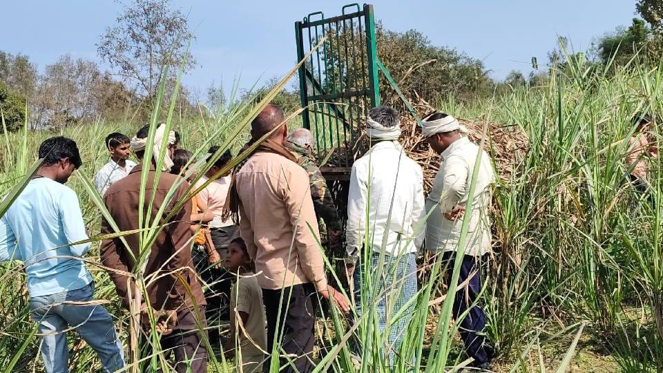 Leopard footprints were found in Balrampur people are terrified forest department team has set up cage