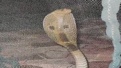 Mother Went To Sleep With Her Child Poisonous Snake Entered The Mosquito Net In Korba - Amar Ujala Hindi News Live - Korba:बच्चे को लेकर सोने गई मां, मच्छरदानी में घुसा जहरीला