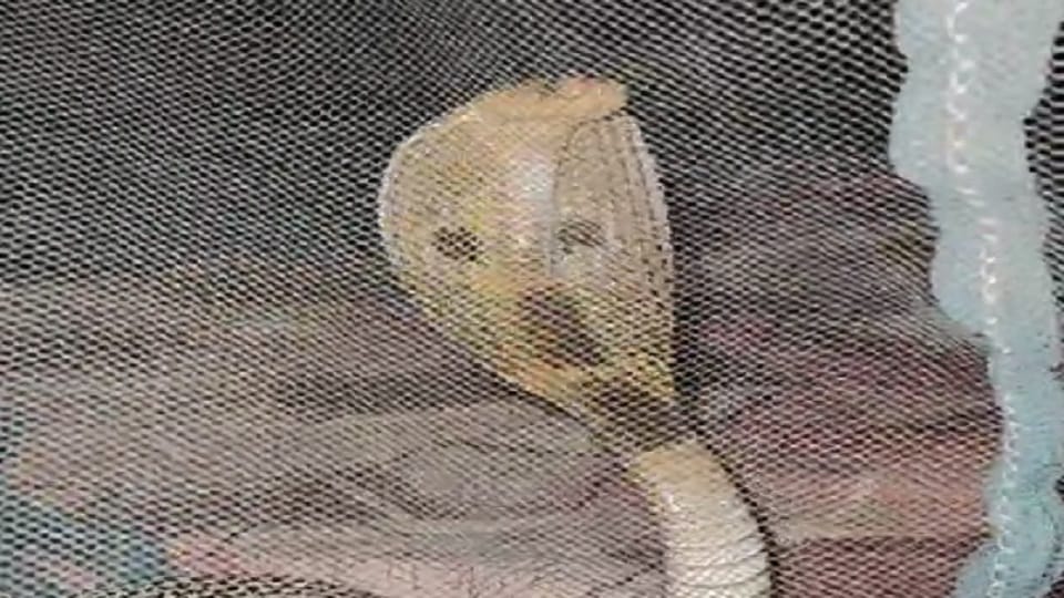Mother went to sleep with her child poisonous snake entered the mosquito net in Korba