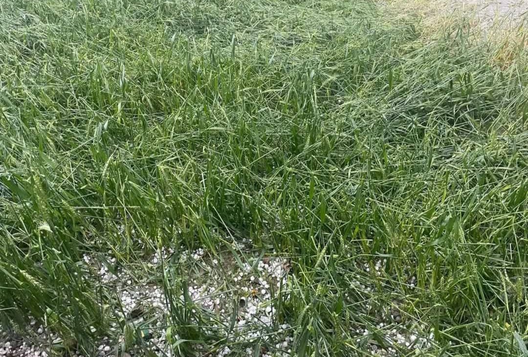 Rain and hailstorm wreaked havoc wheat and potato crops damaged