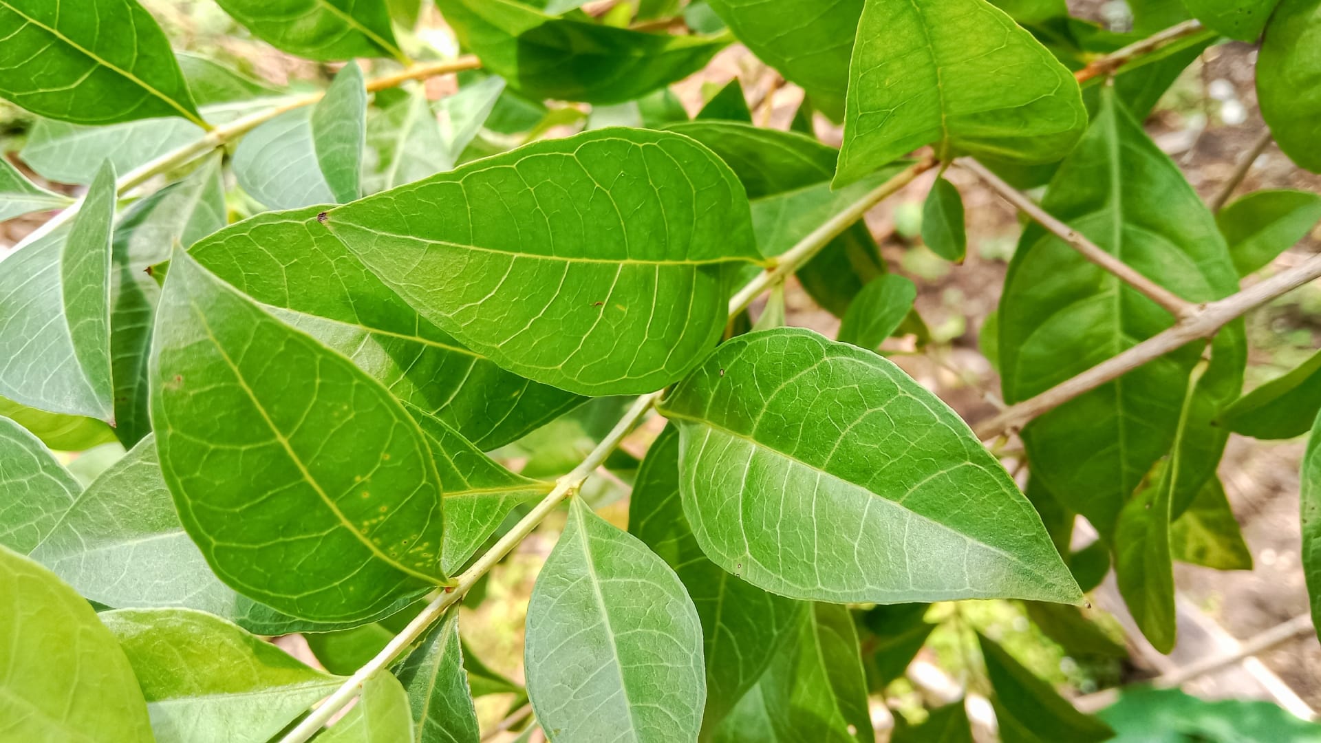 Hair Care Tips these leaves will help to reduces hair problem