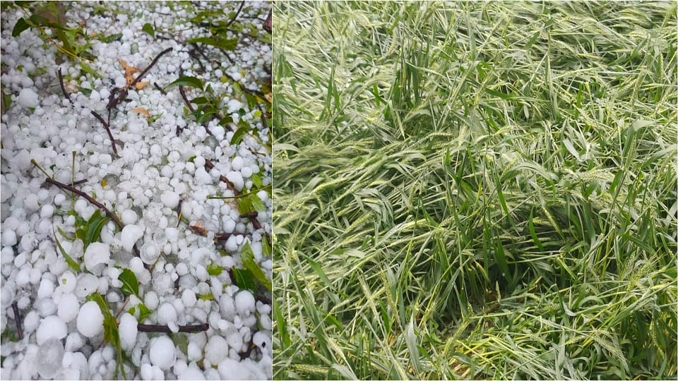 Storm rain and hailstorm in Mathura destroyed ripe crops farmers increased concern