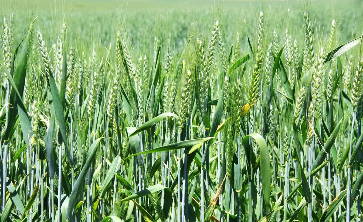 Kekri: MSP of wheat fixed at 2575 per quintal, procurement start from March 10 at 12 centers of Ajmer division